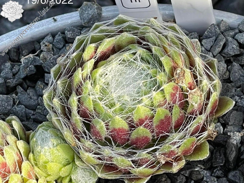 Cobweb Breeze (Netzfund)