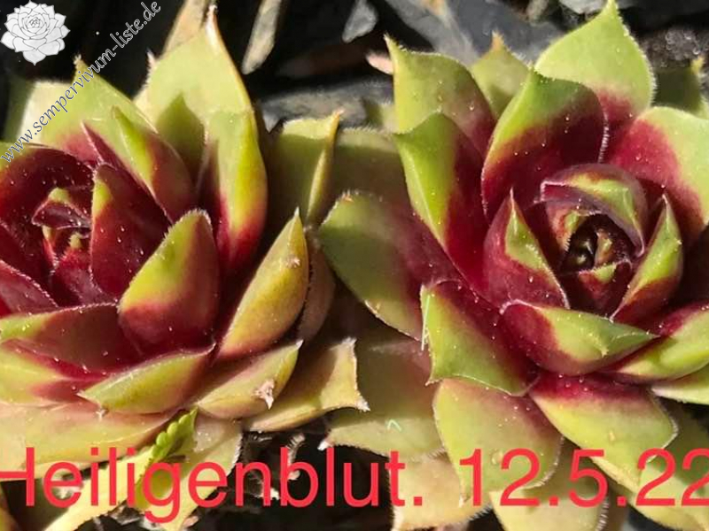 Heiligenblut