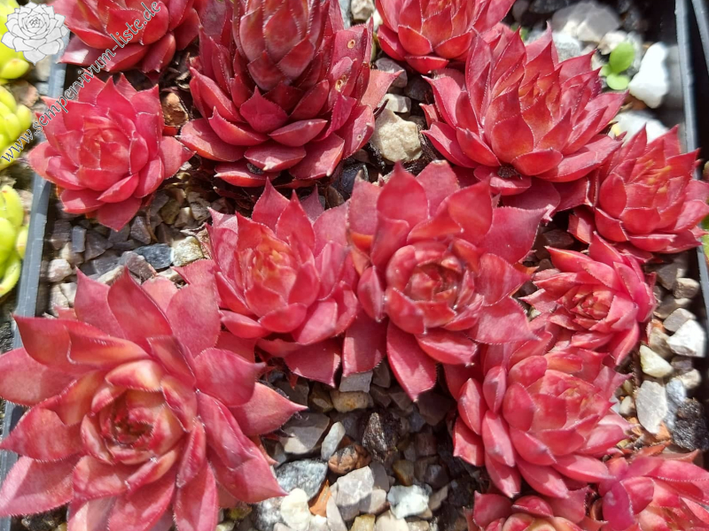 Red Heaven