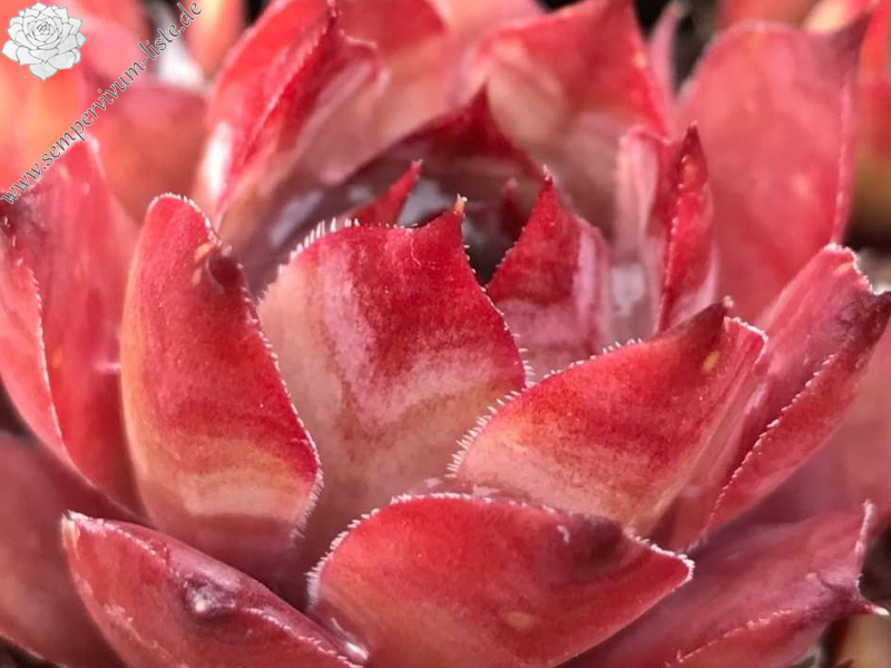 Red Swallow
