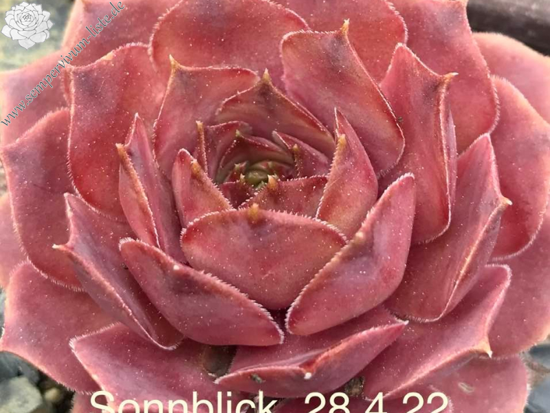 Sonnblick
