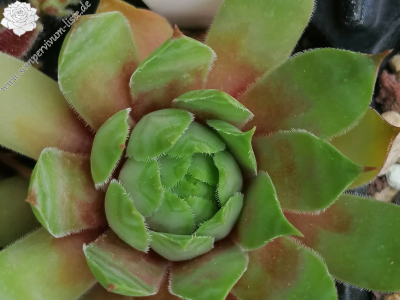 Zebrina