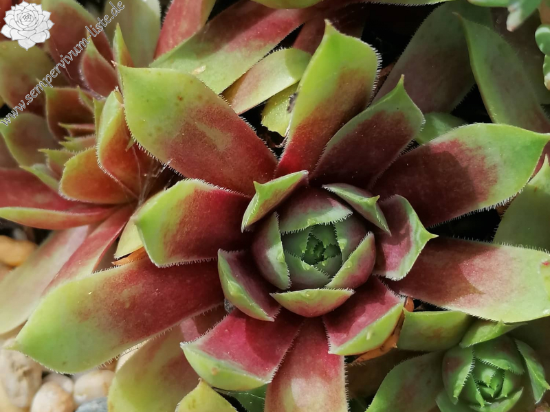 Zelina Argus