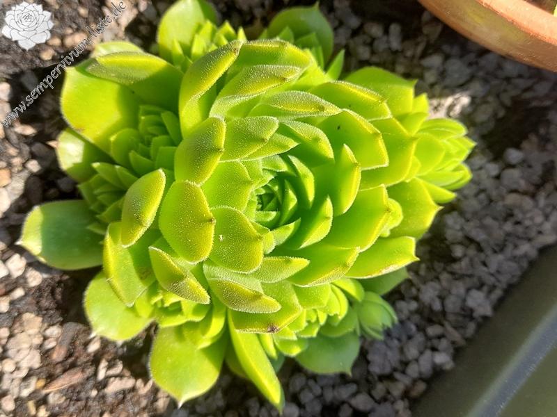 Baby George (Netzfund)