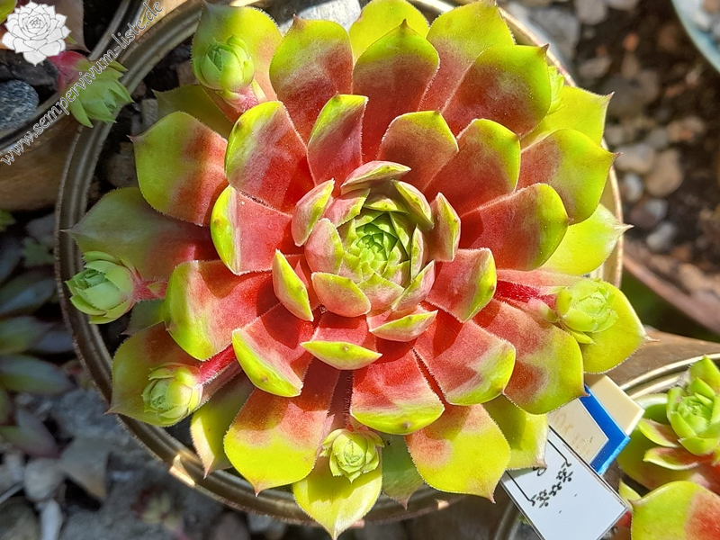 Coral Beauty (Netzfund)