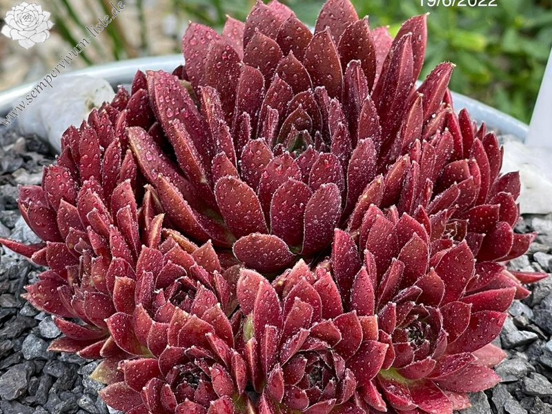 Coral Red®