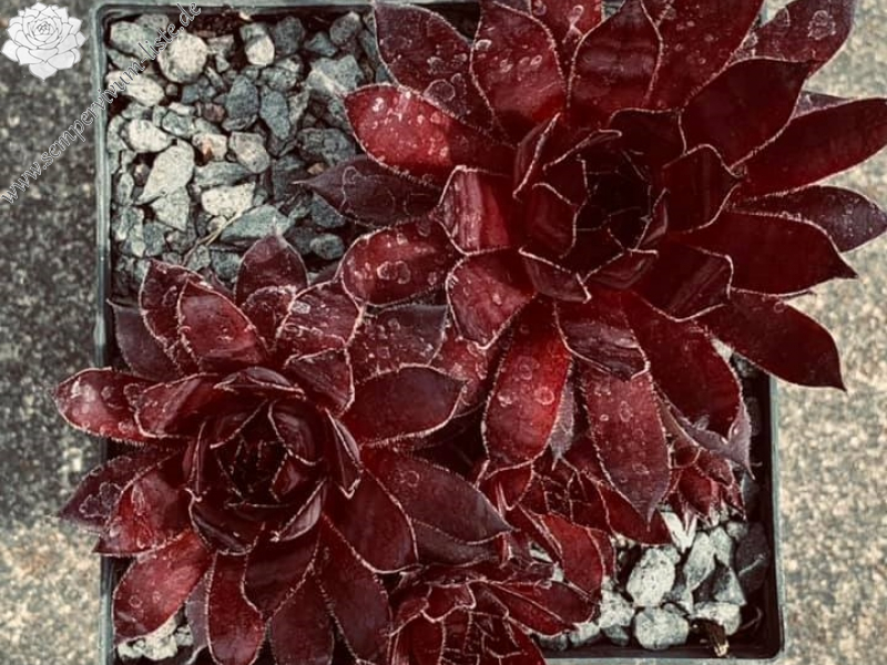 Darth Vader (Netzfund)