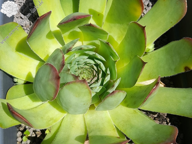 Grand River (Netzfund)