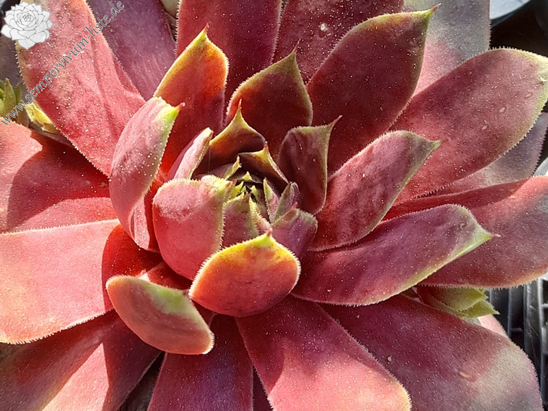 Green Wave (Netzfund)