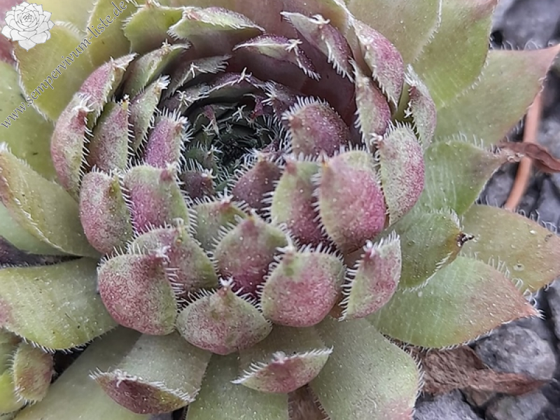 Ivory White (Netzfund)