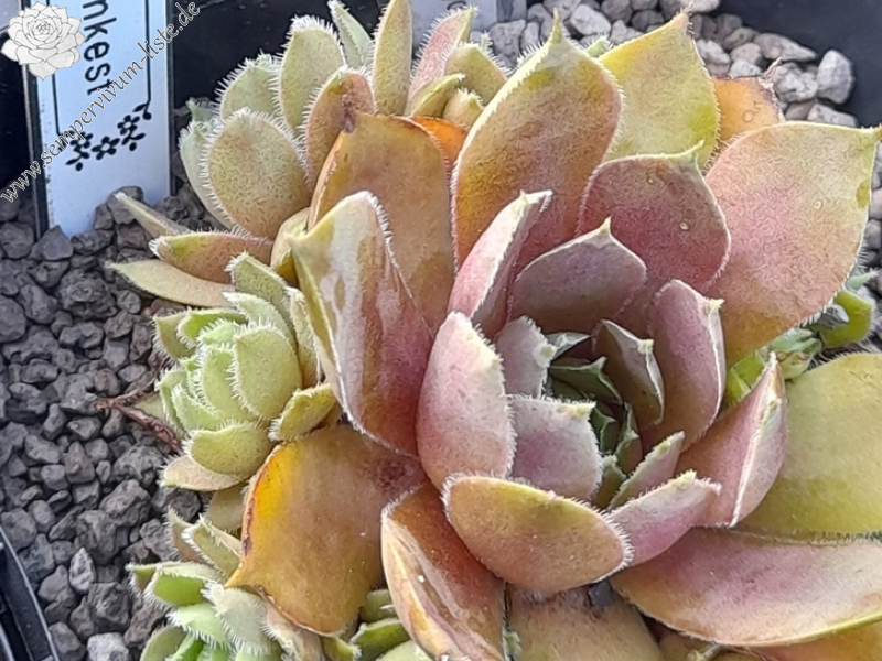 Just Pinkest (Netzfund)