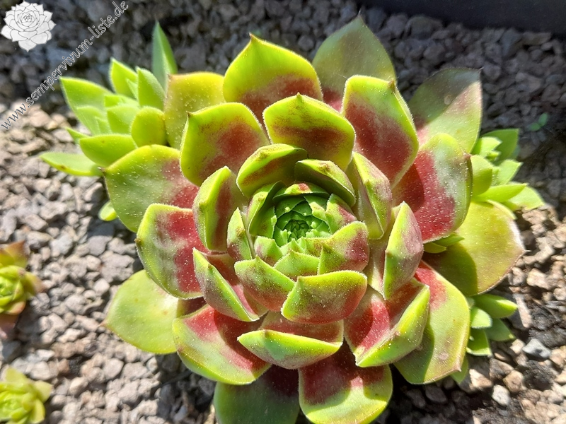 Kevin der Würfel (Netzfund)