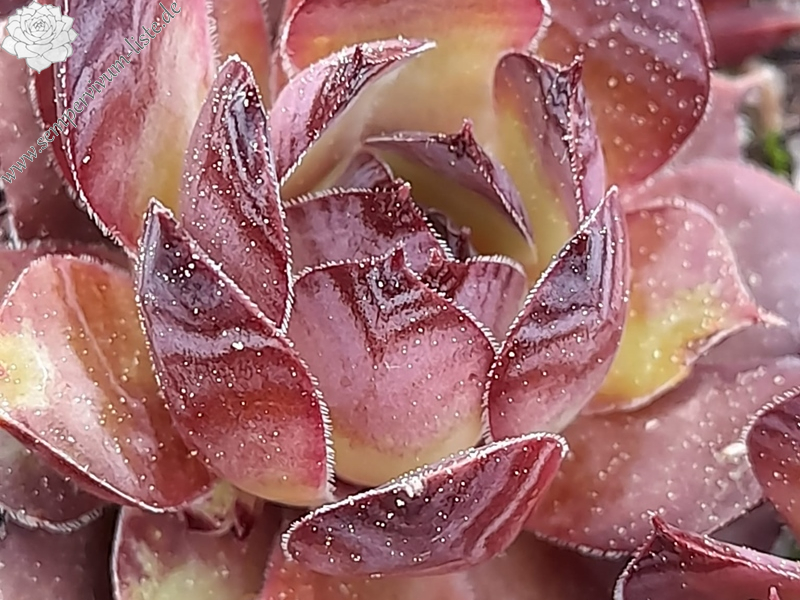 La notche (Netzfund)