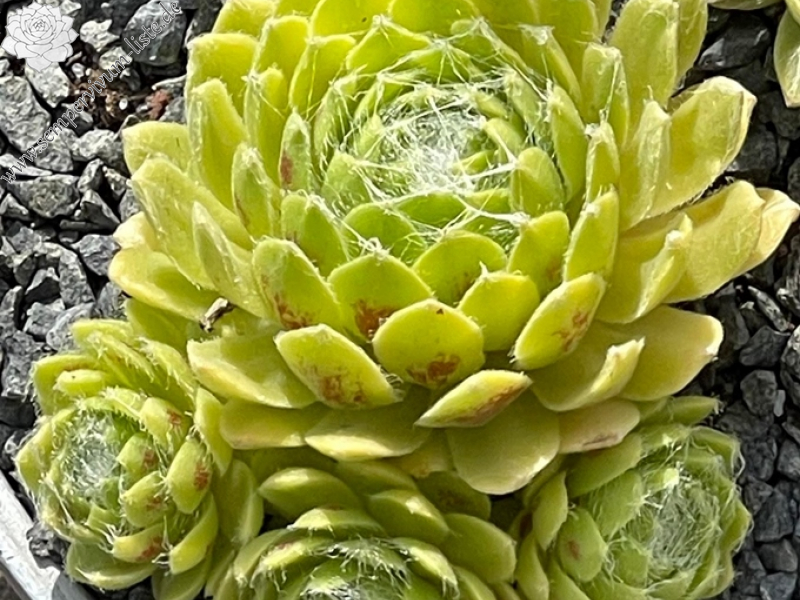 Lemon Flare© (Netzfund)