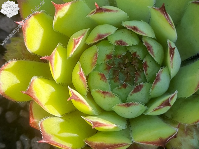 Midnight Sky (Netzfund)