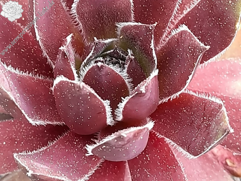 Naughty Girl (Netzfund)