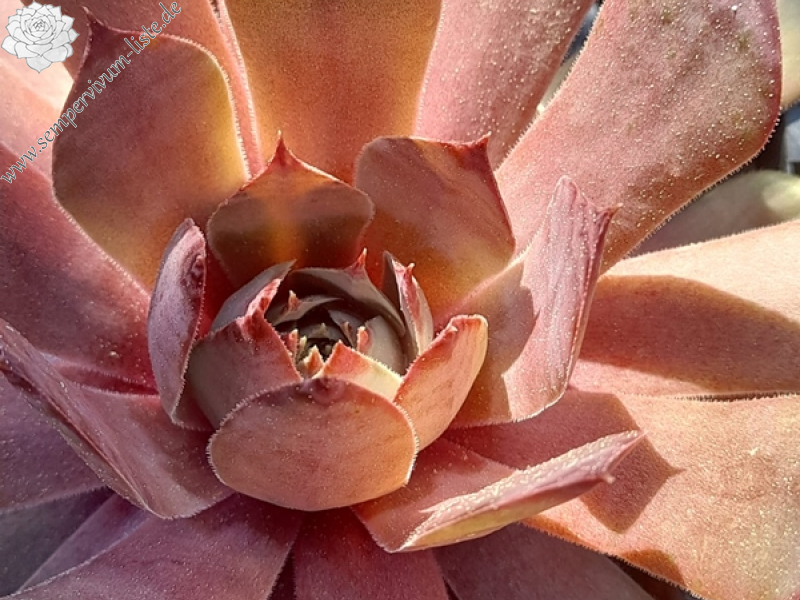 Poppy Heads (Netzfund)