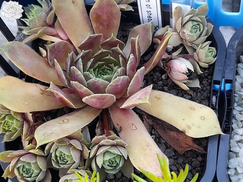 Queen of Sheba (Netzfund)