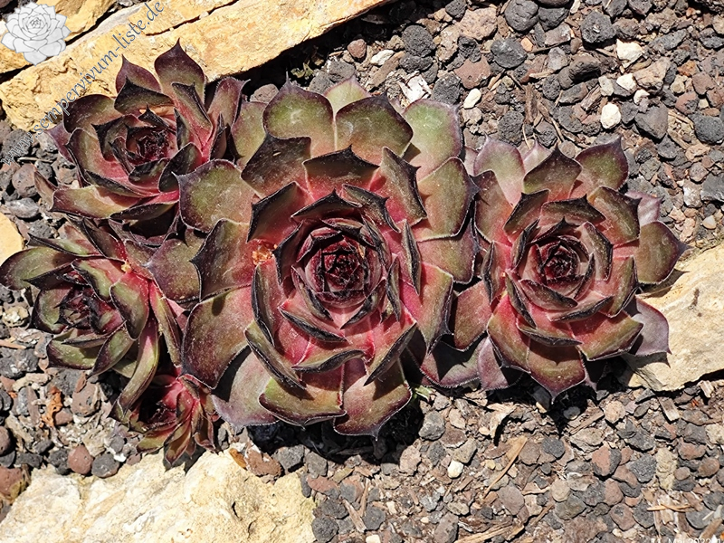 Rosenzobels Rotkehlchen (Netzfund)