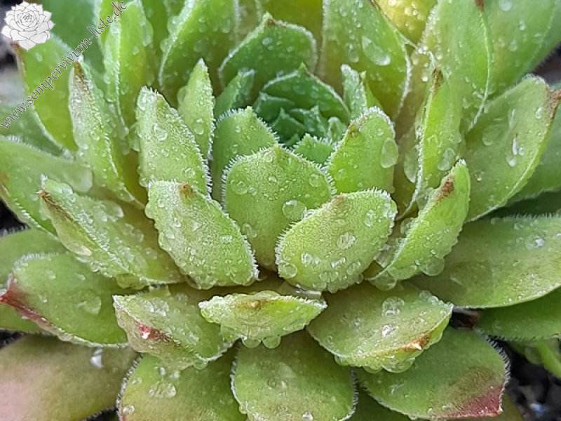 Wineberry (Netzfund)