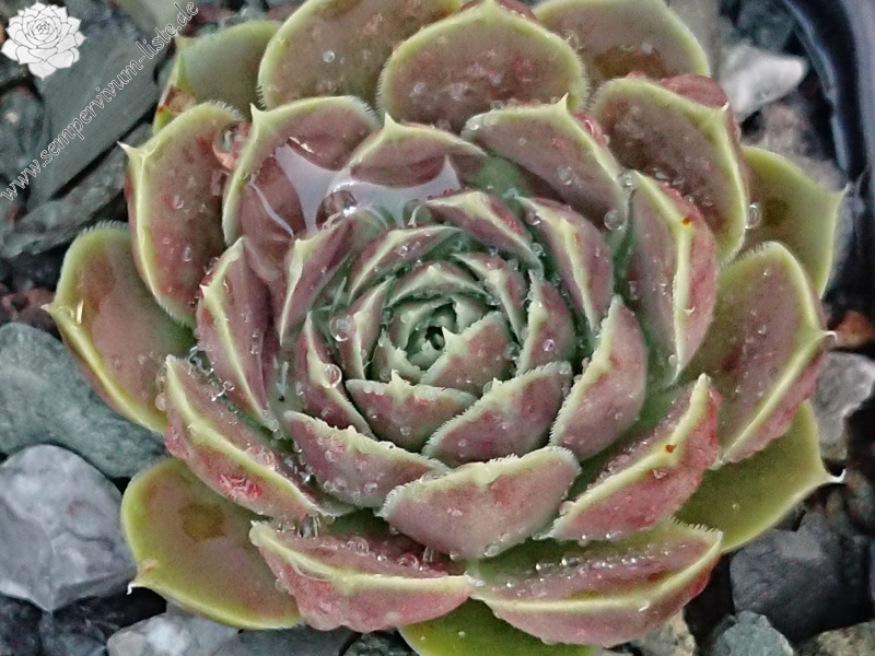 Glauca