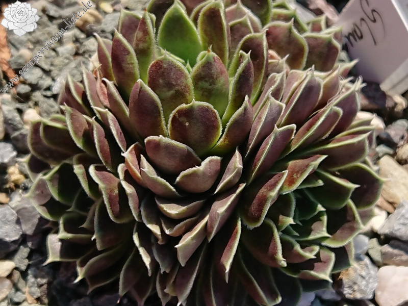 Glauca