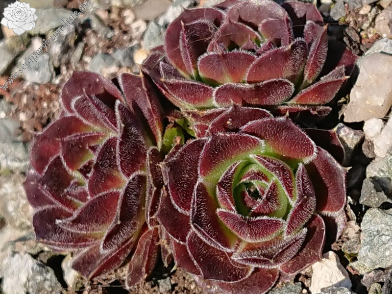 Phiole