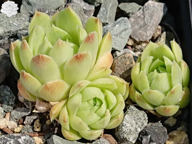 Puppis 