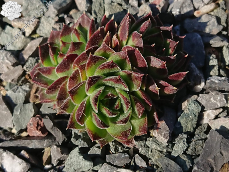 Quasar