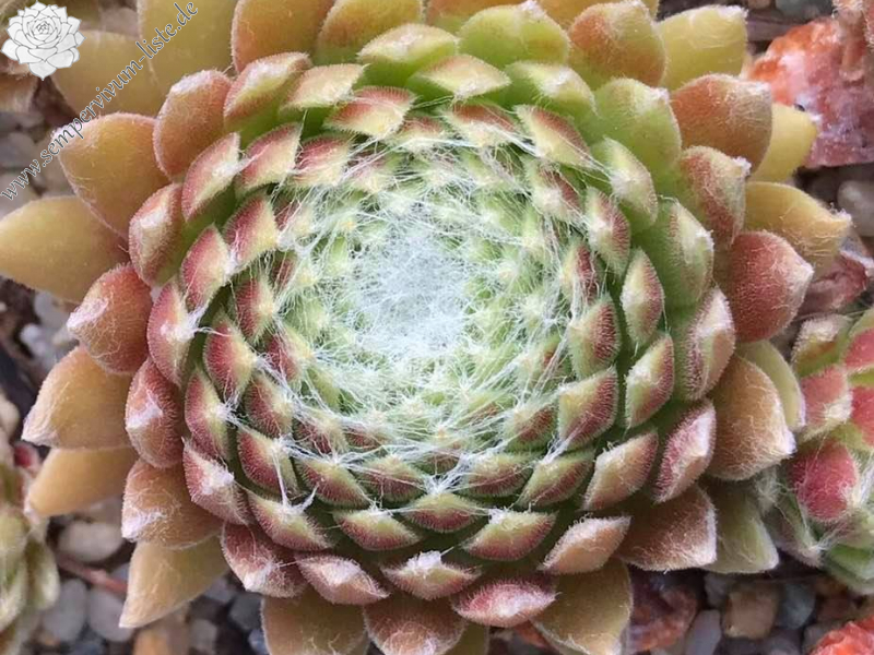 Solarkugel