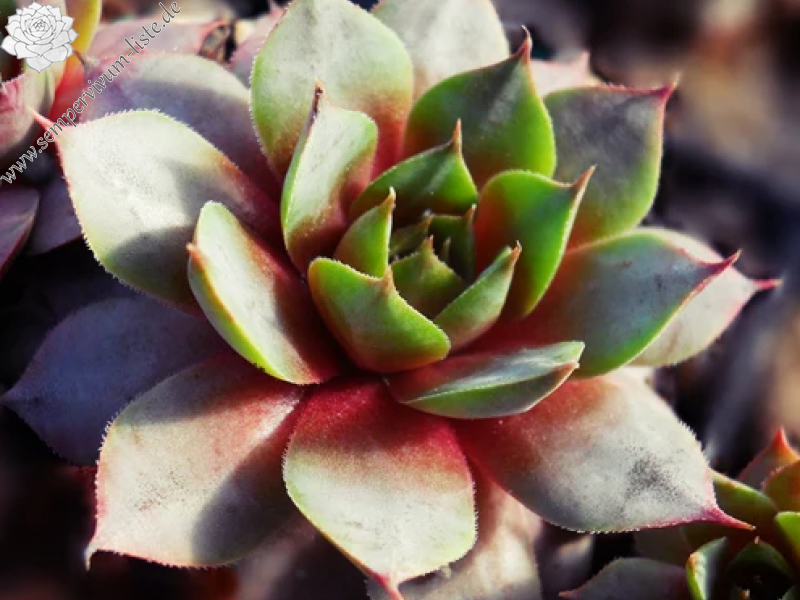 Pacific Beauty (Netzfund)