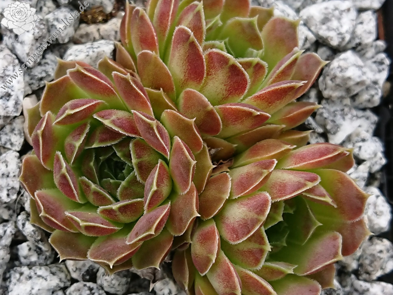 Palmira