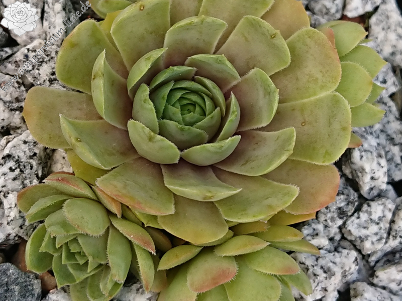 Blue Rockoon