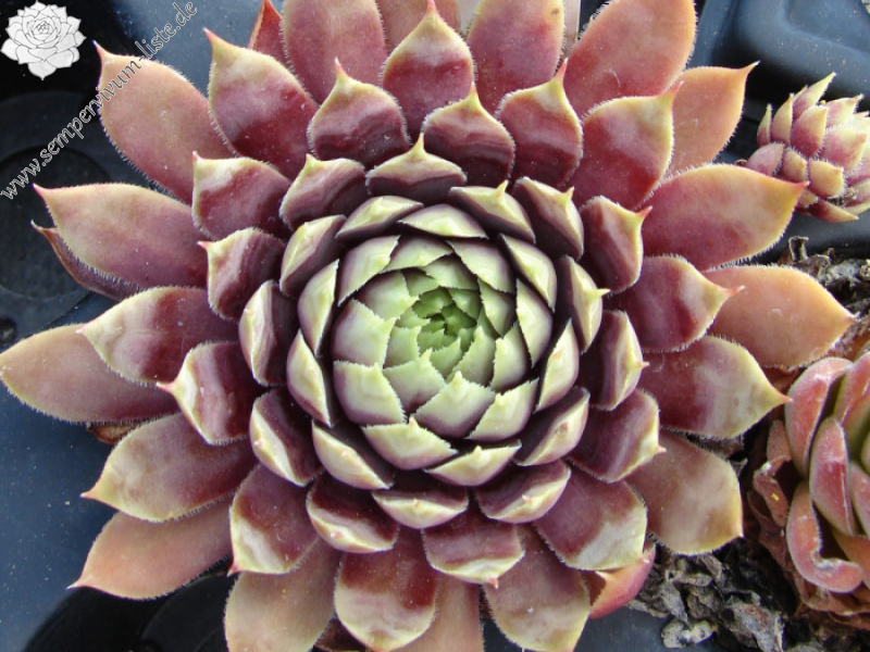 aufgenommen am 19. Juli 2017