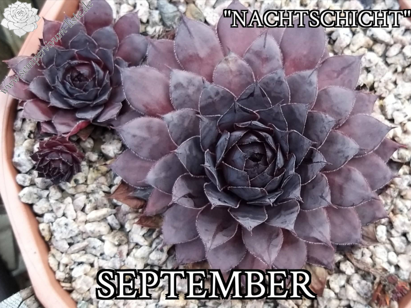 Nachtschicht