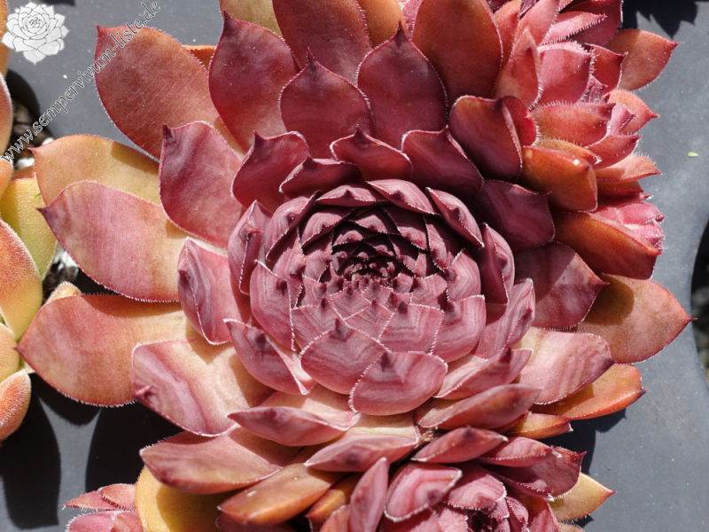 aufgenommen am 18. Juli 2022