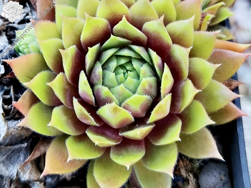 Zesty