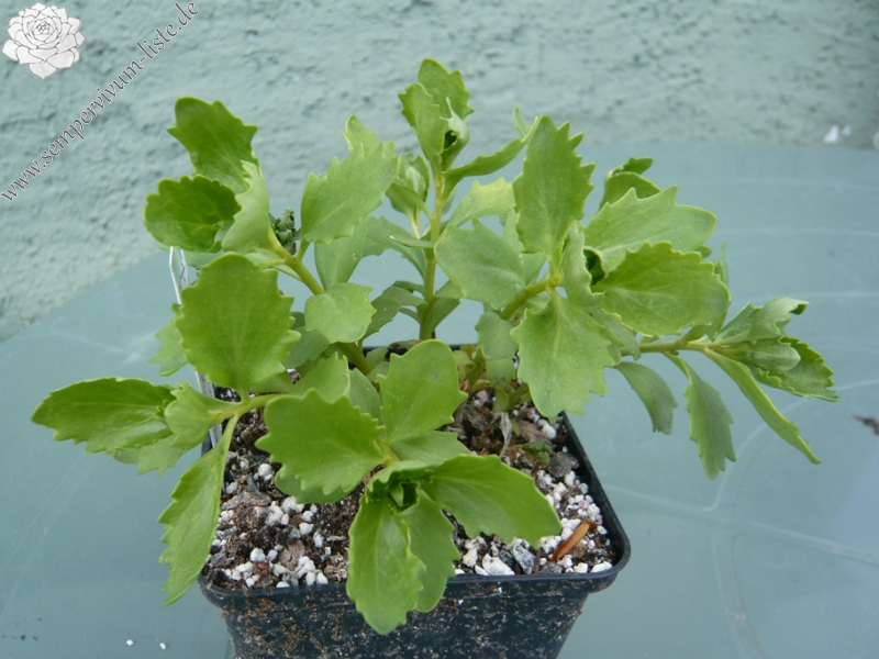 Hylotelephium 'Kurt Weckström'