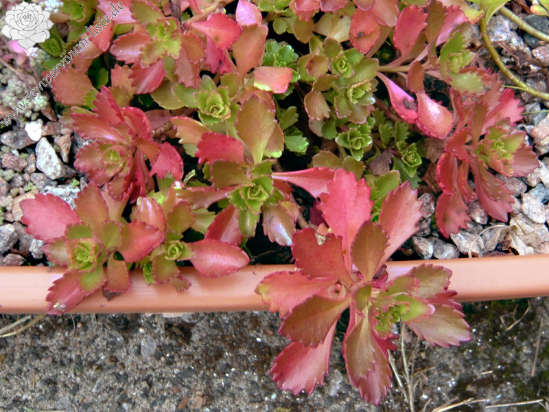 Phedimus hybridus ex Kasachstan