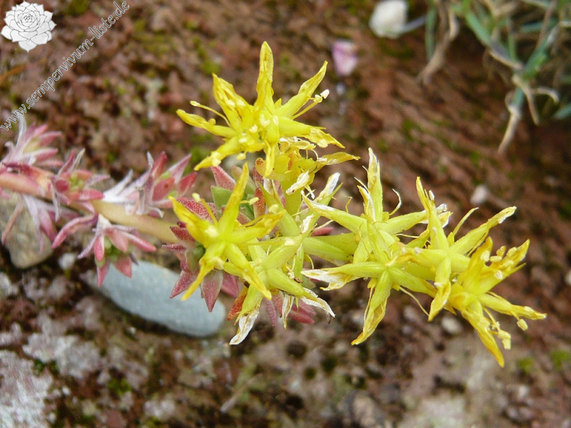 Sedum stenopetalum