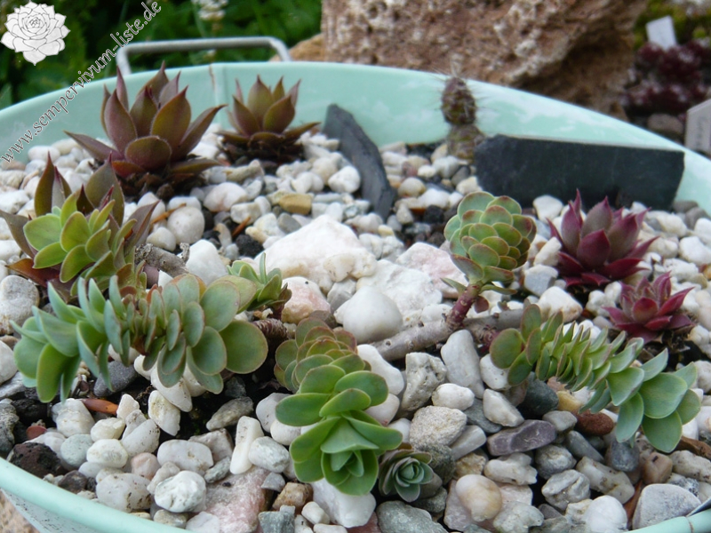 Hylotelephium anacampseros