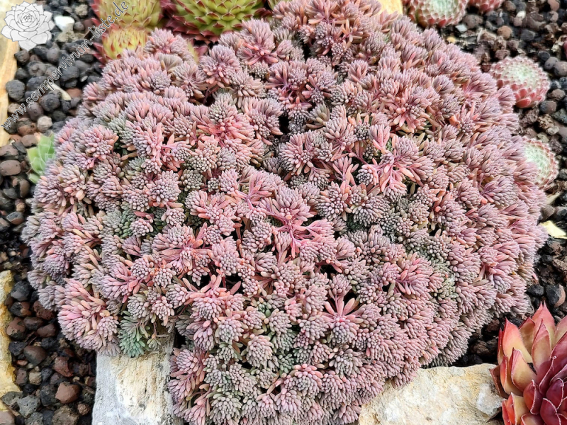 Sedum hispanicum minus
