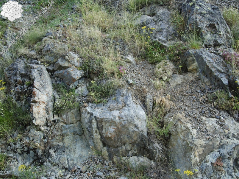 herfriedianum from Yaylalar, NO Rand