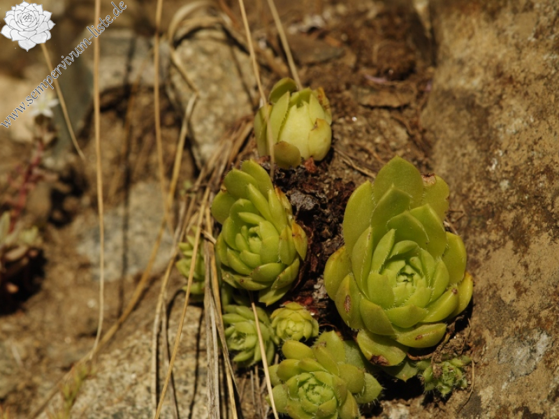 herfriedianum x S. staintonii from Sarigöl, 3 km NW