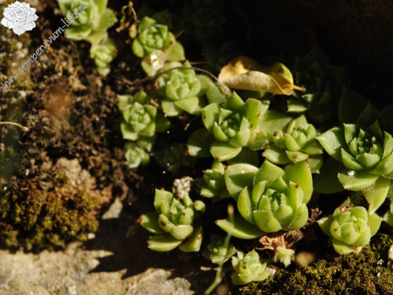 herfriedianum x S. staintonii from Sarigöl, 3 km NW