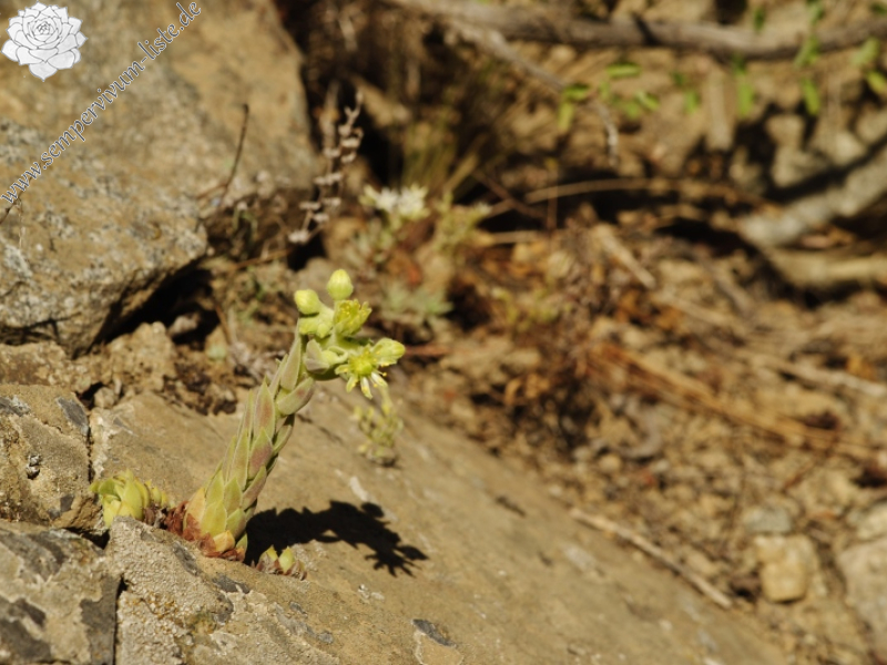herfriedianum x S. staintonii from Sarigöl, 3 km NW