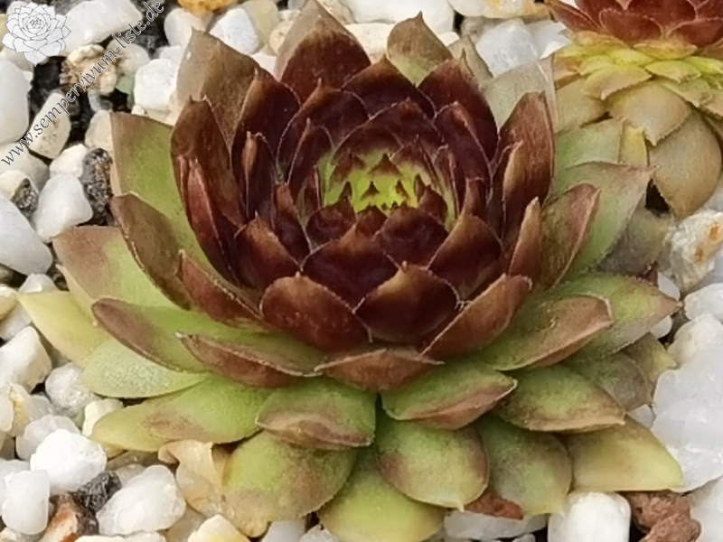 Copper Rockoon