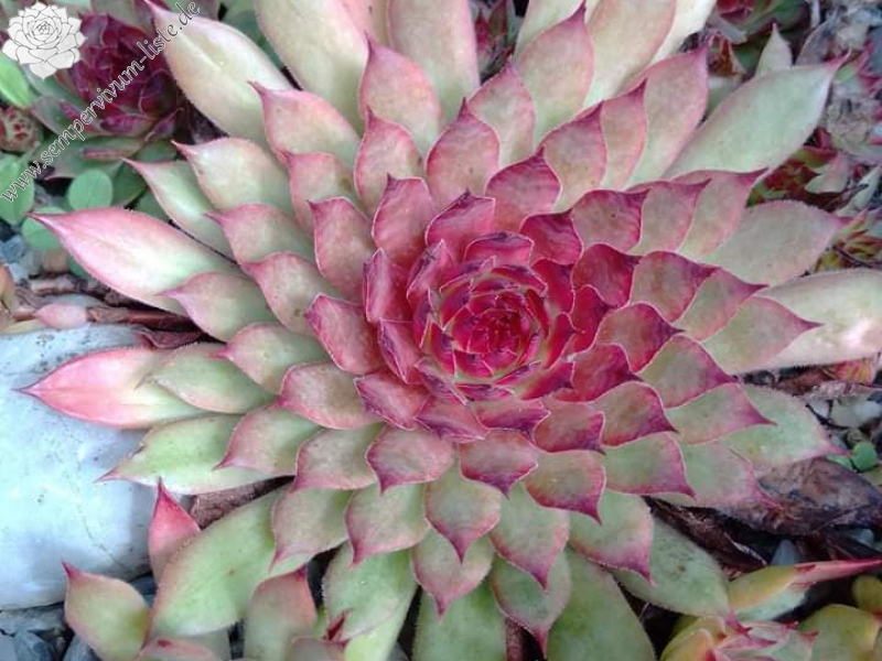 Sebonas Eulenauge (Netzfund)