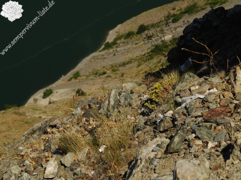 davisii x S. staintonii from Hamamli, 4km SW