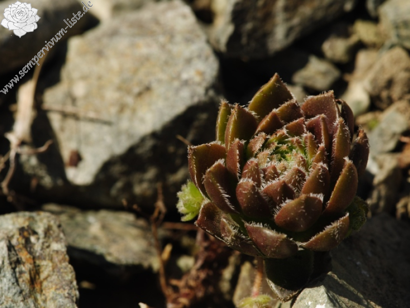 davisii x S. staintonii from Hamamli, 4km SW
